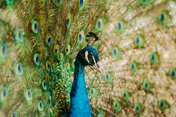 Why "Broken English" Wins Deals: The Economic Value of Costly Signaling in the AI Era